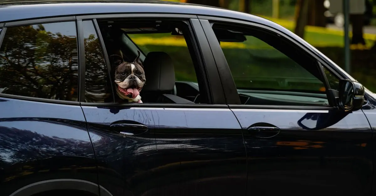 Traveling with Pets: Tips for a Fun Getaway